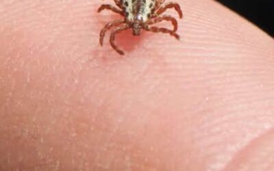 Mortes por febre maculosa e Sintomas na Pele